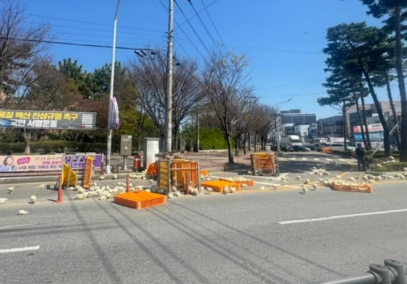 8일 오후 1시 45분께 전북 익산시 신동의 한 사거리에서 화물차에 실려있던 닭 100여마리가 도로로 떨어졌다. [사진=독자제공/연합뉴스]
