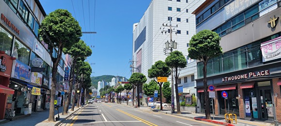 둥근형으로 수형조절된 경기도 이천시 은행나무 가로수의 모습. [사진=이천시]