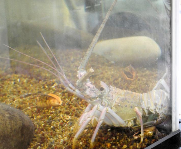 일본 치바현 이스미시 근해의 대표 어장인 오하라 어항에서 희귀한 '흰 이세에비(닭새우)'가 잡혀 주목을 받았다. 사진은 해당 닭새우. [사진=가쓰우라시]