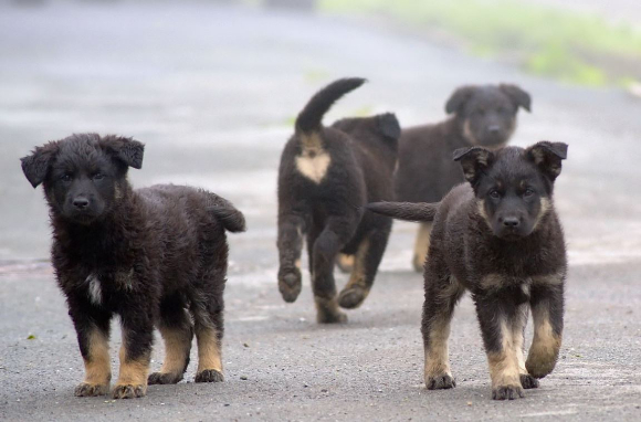 사육하던 개 수십 마리를 전기로 감전사시킨 60대가 2심에서도 벌금형을 선고받았다. 본 기사와 무관한 이미지. [사진=픽사베이@ Andrey_and_Olesya]