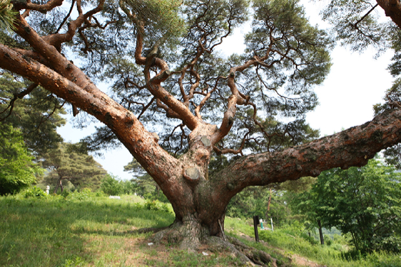 정곡면 성황리 산34-1에 자리한 소나무는 높이 13.5m, 둘레 4.8m에 이른다. 성황리 소나무 [사진=뉴시스]