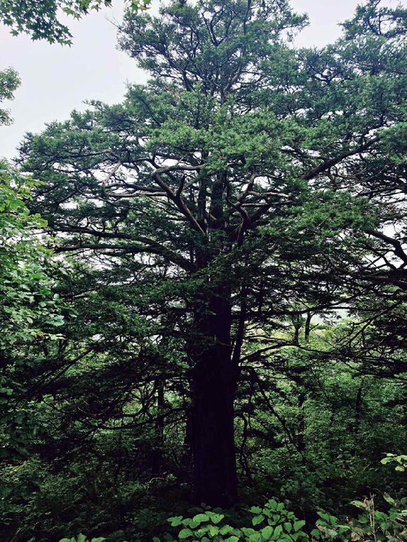 맑은 날의 소백산 비로봉 [사진=박성기 작가 ]