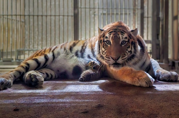 사울대공원이 멸종위기종 보전을 위한 꾸준한 노력 끝에 새끼 호랑이가 건강하게 태어났다. 사진은 해당 호랑이. [사진=서울대공원]