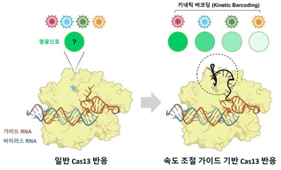 국제 공동 연구팀이 신종 감염병을 빠르게 진단할 수 있는 방법을 찾았다. [사진=KAIST]