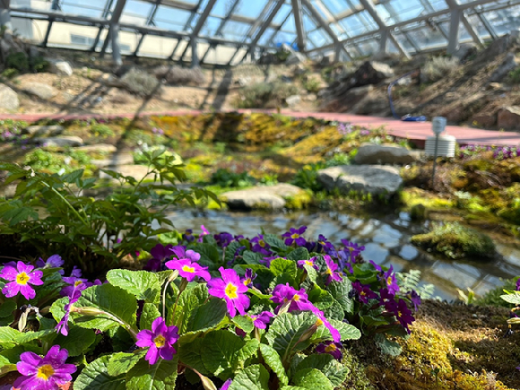 한국수목원정원관리원이 국립백두대간수목원에 있는 알파인하우스에서 튤립속(Tulipa) 식물 기원을 알 수 있는 '알고파 튤리파' 특별 전시를 개최한다. 사진은 국립백두대간수목원 알파인하우스에 만개한 튤리파 비프롤라. [사진=한국수목원정원관리원/산림청]