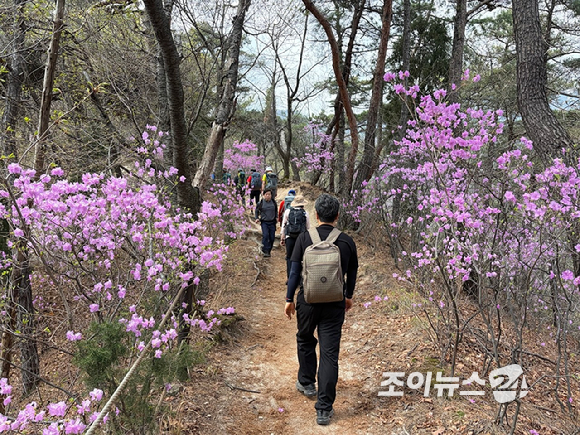 오는 24일 조이뉴스24(대표 이창호)가 주최한 '산악인 오은선 대장과 함께 하는 제 13회 희망찾기 등산&middot;트레킹교실'이 북한산 진달래능선에서 열리는 가운데 4일 등산객들이 진달래능선에서 산행하고 있다. [사진=정소희 기자]