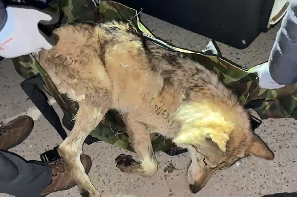 대전 오월드를 탈출한 늑대 '늑구'가 탈출 9일 만인 17일 0시 44분께 대전 중구 안영동 안영IC 인근에서 포획됐다. [사진=대전시]