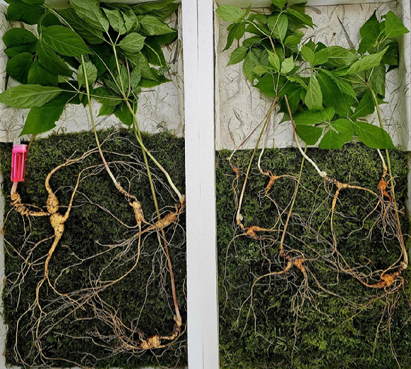 사진은 지난 5월 소백산에서 처음 발견된 천종산삼(왼쪽)과 일반산삼.  [사진=한국전통심마니협회]