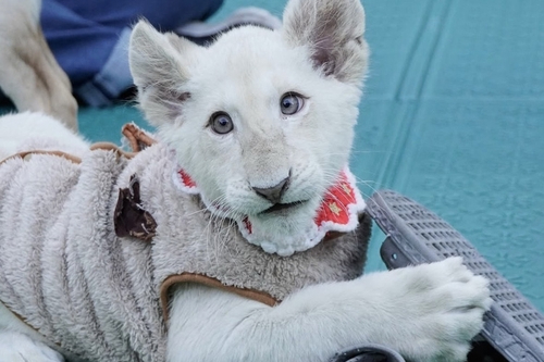 아기 백사자 '보문이' [사진=대전아쿠아리움 ]