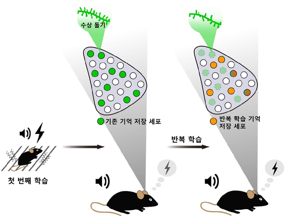 같은 기억이 같은 뉴런에 저장될 것이란 통념이 깨졌다. [사진=카이스트]
