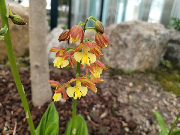 국립세종수목원 희귀특산식물전시온실에 개화한 희귀식물 한라새우난초(Calanthe striata R.Br. ex Spreng). [사진=한국수목원정원관리원/산림청]