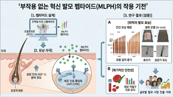 DGIST 연구팀이 부작용 없고 성별 제한 없는 탈모 치료제의 가능성을 제시했다. [사진=DGIST]