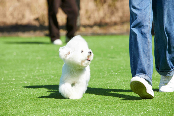 고객이 강아지와 함께 한화리조트 제주 야외 그라운드에서 뛰어놀고 있는 모습. [사진=한화호텔앤드리조트]