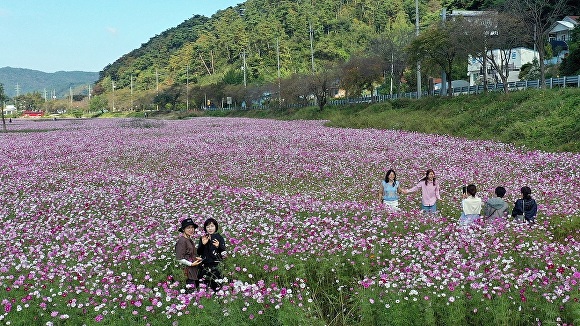 전라북도 정읍시 산내면의 옥정호변에 만개한 코스모스밭에서 관광객들이 즐거운 시간을 보내고 있다.[사진=정읍시청]