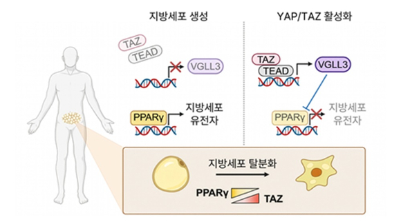 KAIST 연구팀이 지방세포 생성을 막는 '차단 스위치'를 알아냈다. [사진=KAIST]