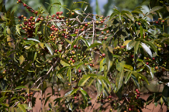 ◇김태호 커피 매거진 '드립' 편집장