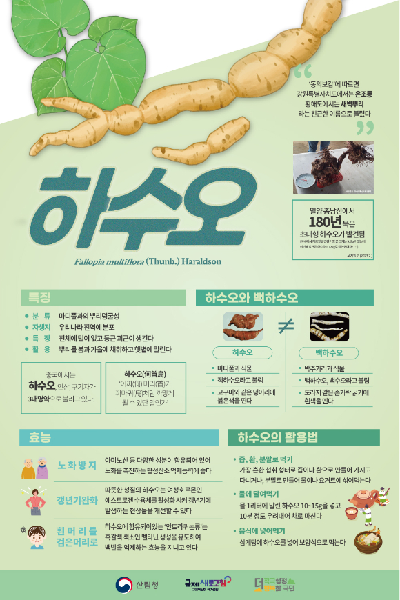 산림청은 7월 이달의 임산물로 하수오를 선정했다. 사진은 하수오 활용법 관련 인포그래픽이다. [사진=산림청]