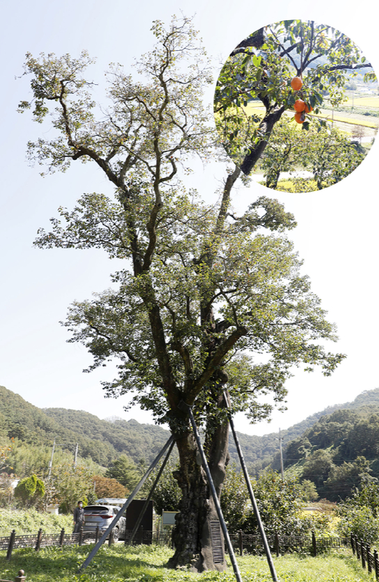 정곡면 백곡리 수령 500년 된 감나무는 높이 28m, 가슴높이 둘레가 4m에 이르는 우리나라에서 가장 오래된 감나무다. 백곡리 감나무 [사진=뉴시스]