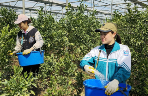 지난 3월 베트남 공공형 계절근로자가 제주 서귀포시 남원읍 신례1리 감귤 과수원에서 비료 살포 작업을 하고 있다. 이들은 농촌에서 없어 설 안 될 일손으로 자리매김하고 있다. [사진=연합뉴스]