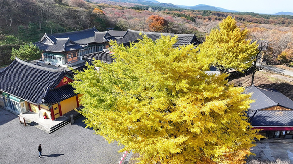 21일 제주시 아라일동 관음사 경내의 은행나무가 노란 단풍으로 물들어 방문객 눈길을 끌고 있다. [사진=연합뉴스]