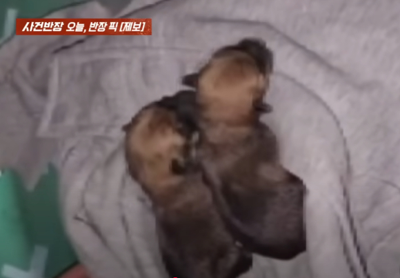 누군가 의류 수거함에 강아지 3마리를 버리고 떠났다는 사연이 알려졌다. 사진은 의류 수거함에서 강아지가 들어있는 봉투를 꺼내는 모습. [사진=JTBC]