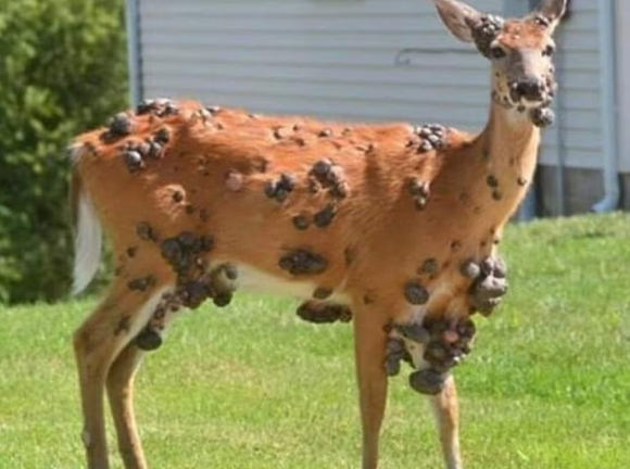 미국 전역에서 검은 사마귀가 돋은 사슴이 목격됐다. [사진=데일리메일 캡쳐]
