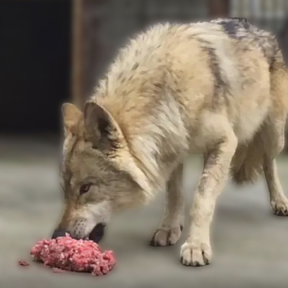 18일 대전 둔산동 한 건물 전광판에 "늑구야 돌아와서 고마워"라고 표시돼 있다. 지난 8일 대전 오월드에서 탈출한 늑대 '늑구'는 9일 만인 지난 17일 포획돼 집으로 돌아갔다. 2026.4.18 [사진=연합뉴스]