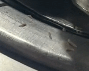 한 해외 누리꾼이 틱톡에 삼겹살 집 불판에 구더기가 있는 영상을 올렸다. [사진=틱톡 캡쳐]