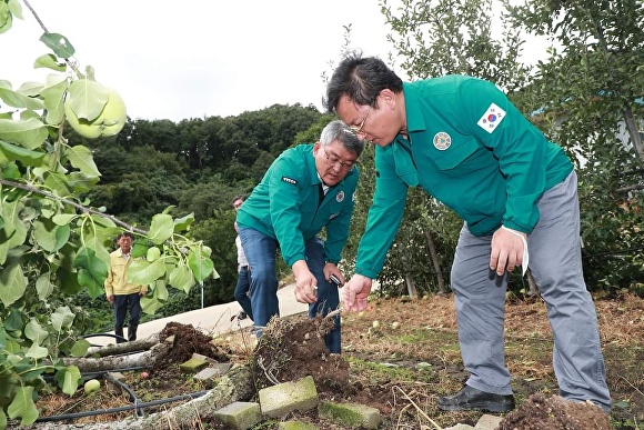 지난 6일 오전 김형동 국회의원(오른쪽)과 김학동 예천군수가 태풍으로 인한 사과 낙과.도복 피해 현장을 살펴보고 있다. [사진=김형동 의원 페이스북]