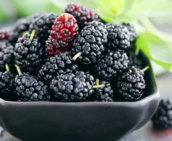 고지방 식이로 인한 남성 생식기능 저하에 뽕나무 열매(오디) 추출물이 효과적이라는 연구 결과가 공개됐다. 사진은 본 기사 내용과 무관. [사진=픽사베이]