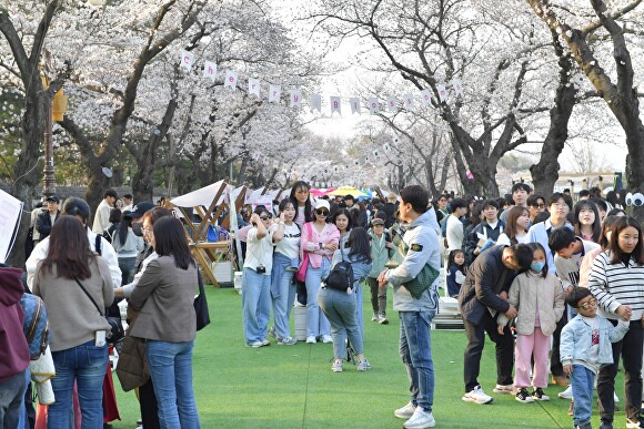 대릉원 돌담길 벚꽃축제 행사가 열리고 있다. [사진=경주시청]