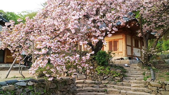 서산 개심사 왕벚꽃 [사진=충남도]