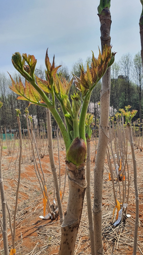 가시없는 두릅나무 '서춘' [사진=산림청]