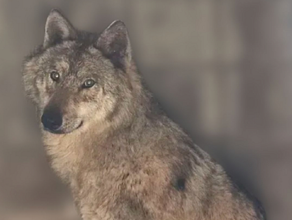 대전 오월드를 탈출한 뒤 집으로 돌아온 늑대 '늑구'. [사진=오월드]