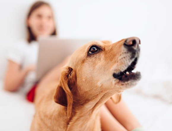 개 짖는 소리로 인한 갈등이 폭발해 이웃 간 큰 말다툼과 몸싸움으로까지 번졌다는 사연이 전해졌다. 사진은 본 기사 내용과 무관. [사진=Cummings School of Veterinary Medicine]