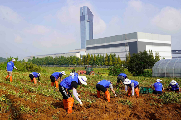 대한전선 임직원이 고구마 농가의 일손을 돕고 있다. [사진=대한전선]