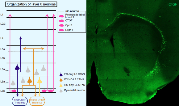 이번 연구를 통해 밝혀진 대뇌피질의 마지막 층(L6b) 신경세포들의 상대적 위치, 신경전달 방향. 대뇌피질의 다른 층에 있는 신경세포들과의 차이점 비교(왼쪽). [사진=한국뇌연구원]