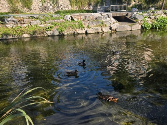 성북구가 10월 실시한 하천 수질 분석 결과 정릉천과 성북천이 모두 '좋음' 등급을 유지한 것으로 나타났다. 사진은 성북구 하천의 모습. [사진=성북구]