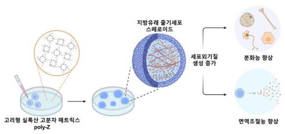 합성 고분자 매트릭스, poly-Z 상 인간 지방유래 줄기세포 스페로이드 형성 모식도. [사진=KAIST]