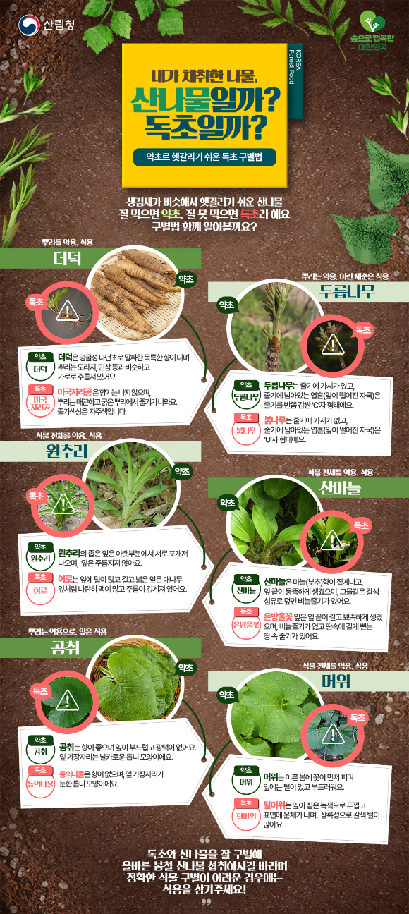 산나물-독초 구별법에 대한 안내 이미지. [사진=산림청 ]