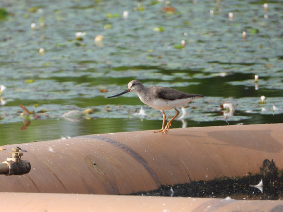 뒷부리도요. [사진=국립세종수목원]