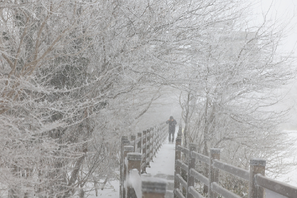 제주도에 대설과 강풍, 풍랑특보가 내려진 지난 2일 오전 제주 한라산 1100고지에 매서운 눈보라가 몰아치고 있다. 본 기사와 무관한 이미지. [사진=연합뉴스]
