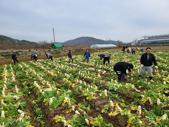 청년 농업인으로 구성된 구미시 4-H 연합회원들이 농작물 생산에 땀을 흘리고 있다. [사진=구미시]