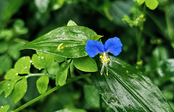 맑은 날의 소백산 비로봉 [사진=박성기 작가 ]