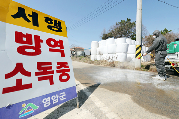 지난 14일 오전 구제역이 발생한 전남 영암군 한 한우농장 앞에서 방역본부 관계자들이 출입 통제 안내판을 설치하고 있다. [사진=연합뉴스]