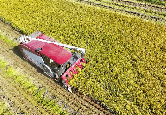 전남 해남군 산이면에서 한 농부가 콤바인을 이용해 벼를 수확하고 있다. [사진=연합뉴스]