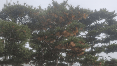 올해 홍성기상대에서 관측된 첫눈. [사진=기상청]