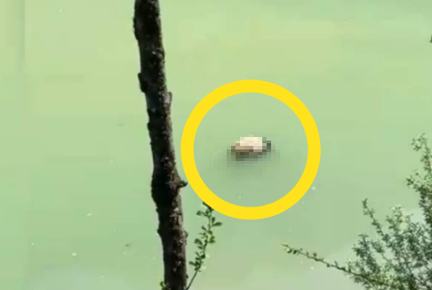 쓰촨성 바오싱현 강가에서 발견된 판다 사체 [사진=중국 중앙(CC)TV 캡쳐]