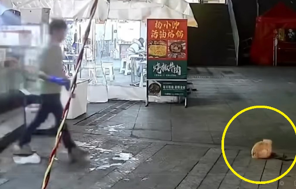 석모씨가 길고양이에게 밥을 주기 위해 이동하고 있었다. [사진=도우인]