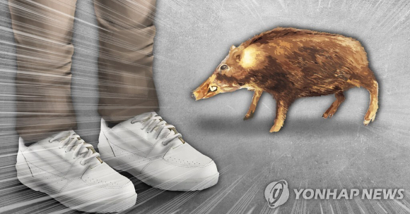 멧돼지 출몰(PG) [사진=연합뉴스]